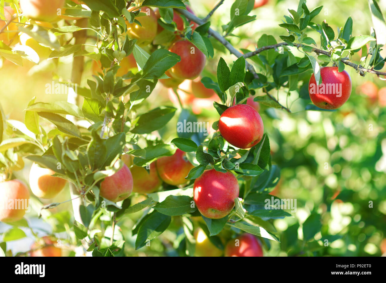 Red apples on apple tree branch on warm autumn day Stock Photo - Alamy