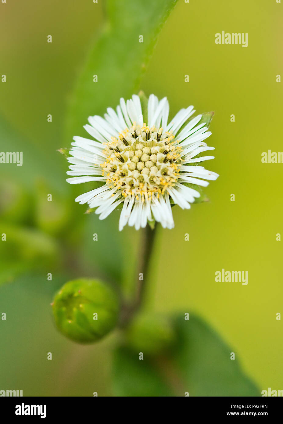 White wildflower close up hi-res stock photography and images - Alamy