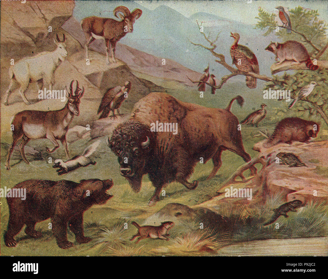 Habitats for animals hi-res stock photography and images - Alamy