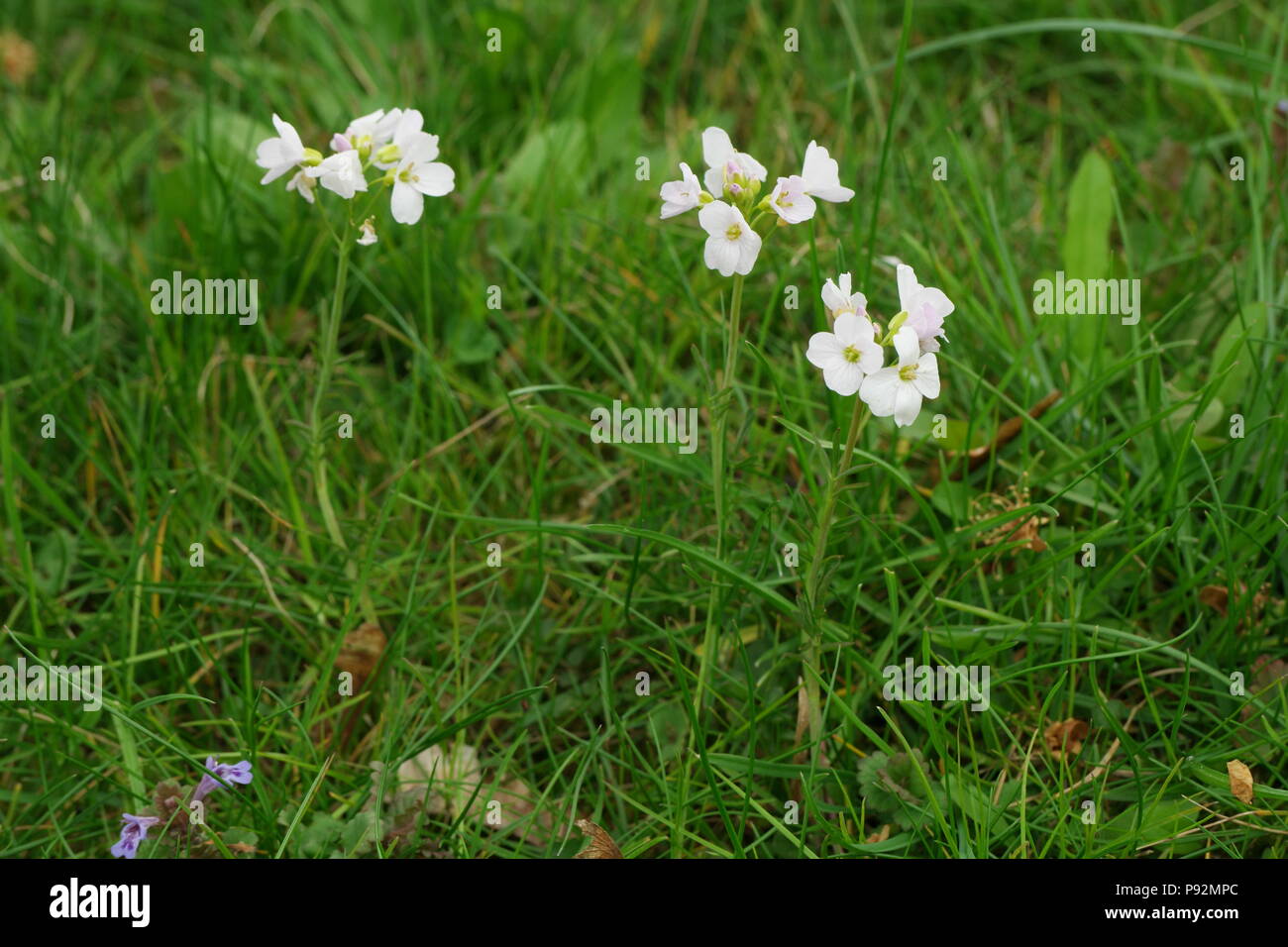 Cardamine Pratensis Cuckooflower Wiesen Schaumkraut Cardamine Des Pres Stock Photo Alamy