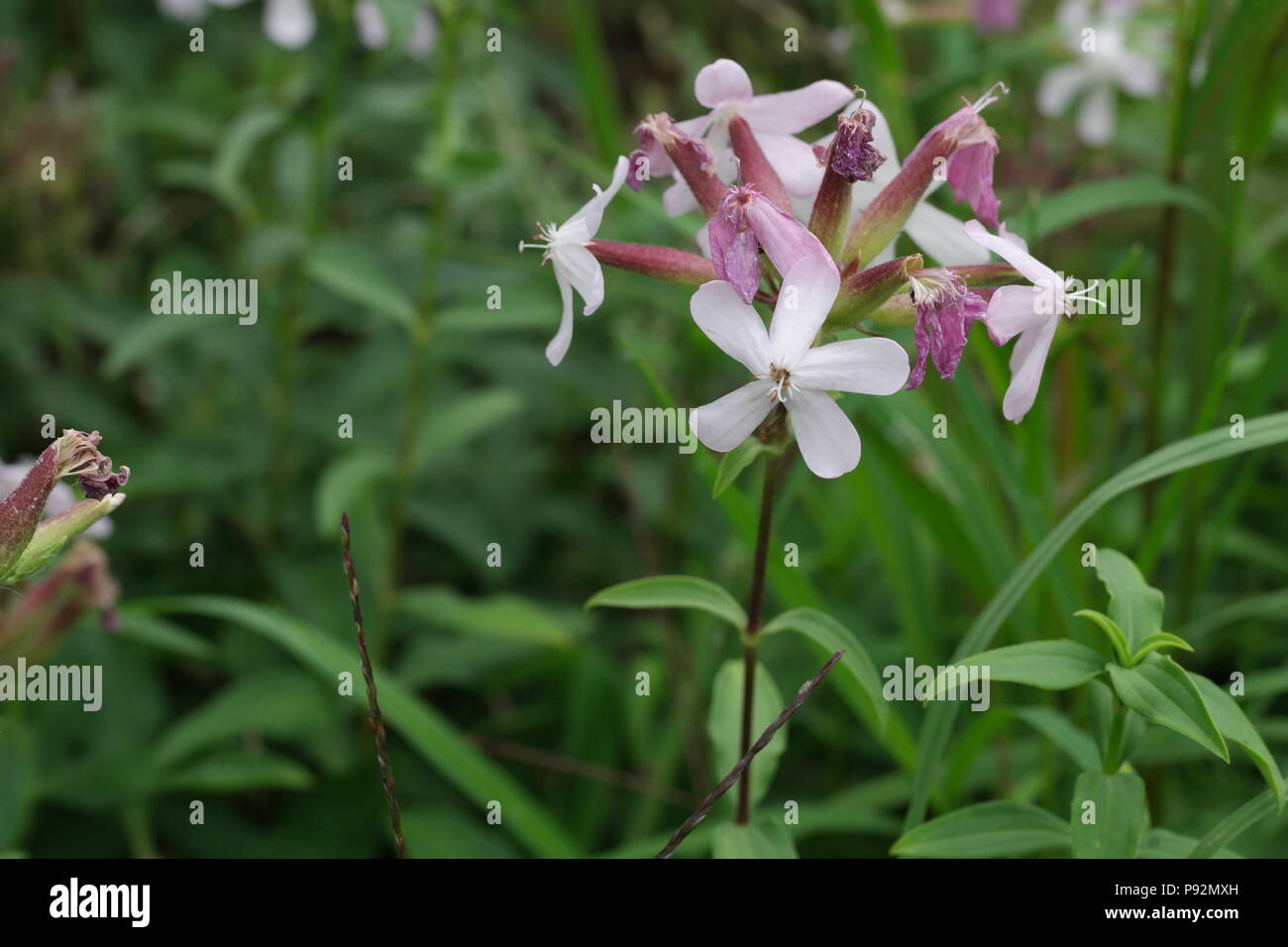 Saponaria officinalis (Seifenkraut) (common soapwort) (Saponaire officinale) Stock Photo