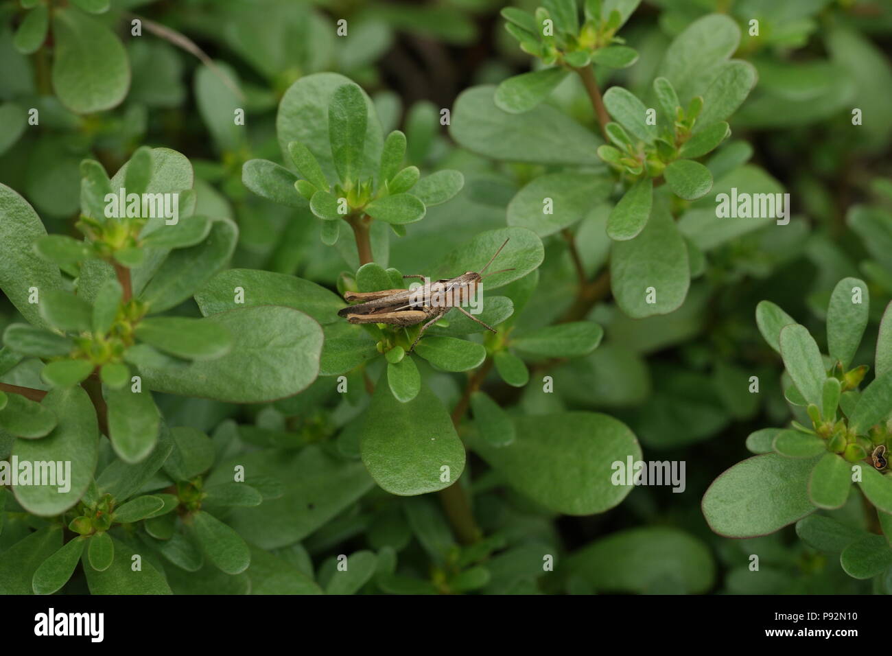 Portulaca oleracea (Portulak) (common purslane) (Pourpier) Stock Photo
