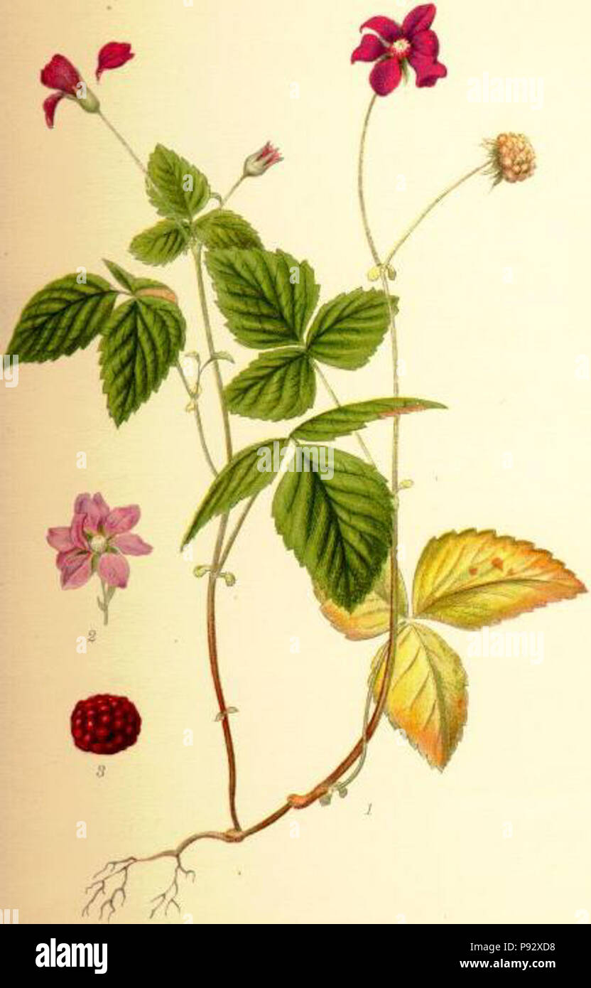 483 Rubus arcticus åkerbär Stock Photo