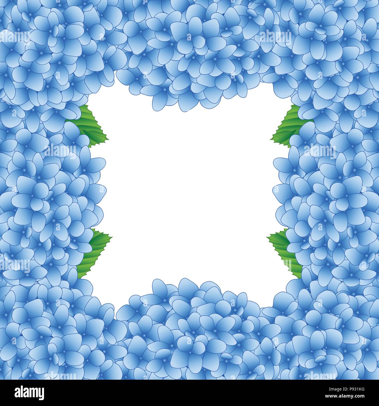 Blue Hydrangea Flower Border isolated on White Background. Vector Illustration. Stock Vector