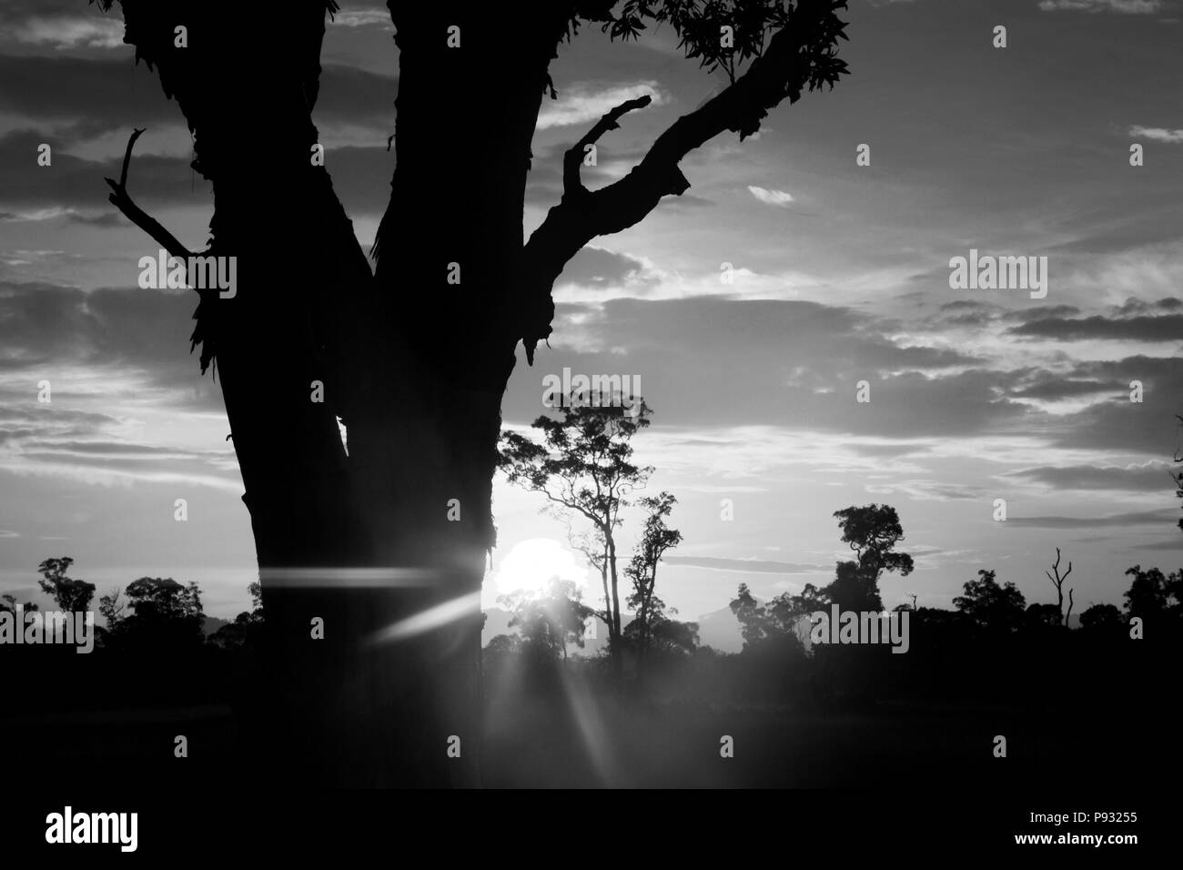 Sunrise silhouettes trees in the unique savanna ecosystem of KOH PHRA THONG ISLAND, THAILAND Stock Photo