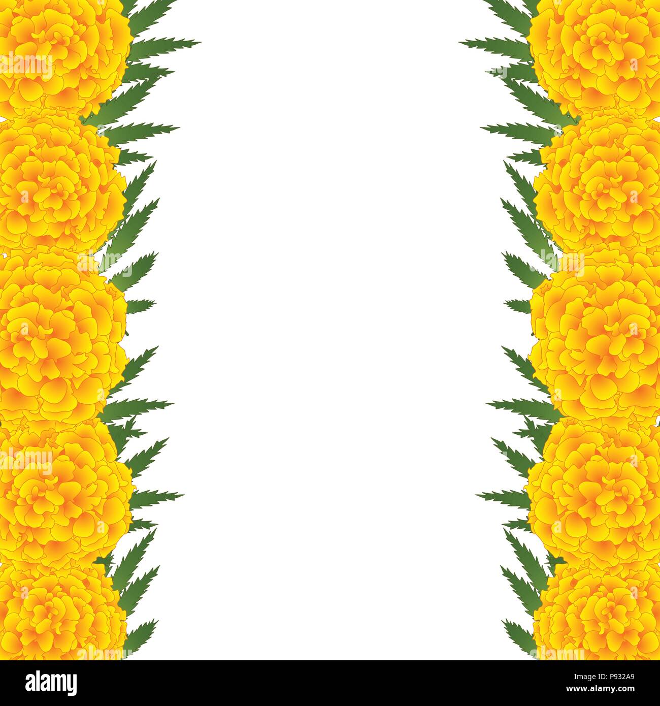 Marigold Flower - Tagetes Border isolated on White Background. Vector  Illustration Stock Vector Image & Art - Alamy