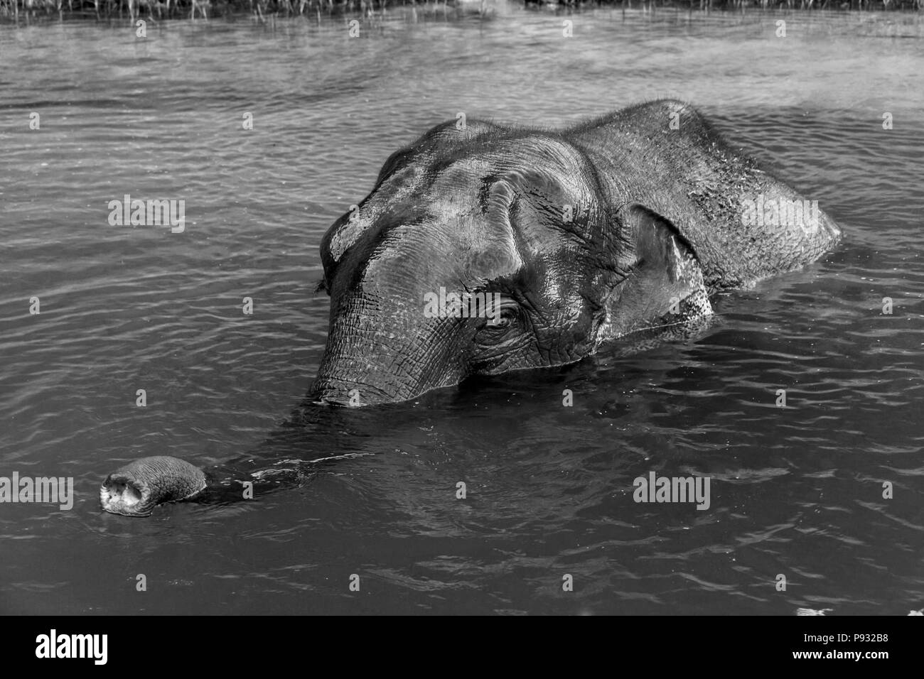 A WILD ELEPHANT comes to visit in the Wildlife Sancturary on Klong Saeng of CHEOW EN LAKE in KHAO SOK NATIONAL PARK - THAILAND Stock Photo