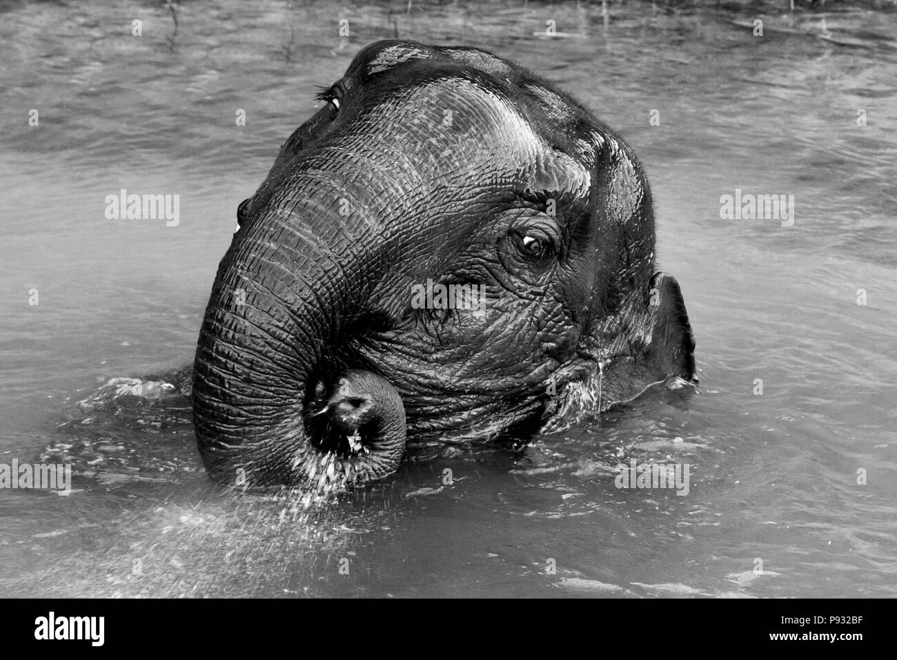 A WILD ELEPHANT comes to visit in the Wildlife Sancturary on Klong Saeng of CHEOW EN LAKE in KHAO SOK NATIONAL PARK - THAILAND Stock Photo