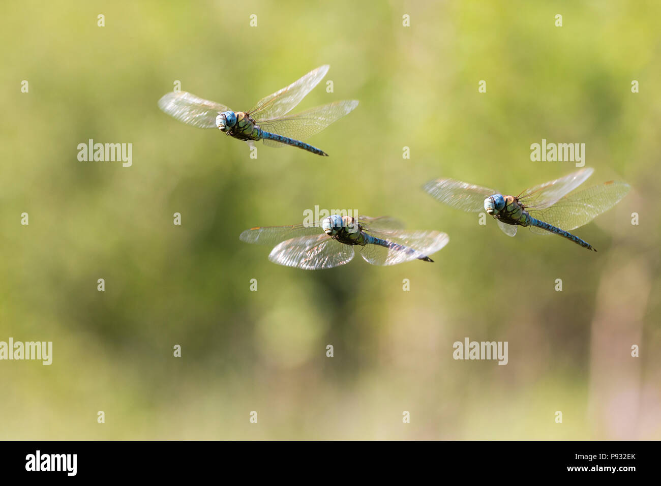 Aeshna affinis, the southern migrant hawker or blue-eyed hawker in flight Stock Photo