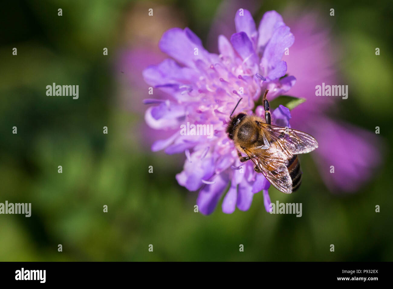 Honey bee in Pincushion flower - Scabiosa triandra Stock Photo