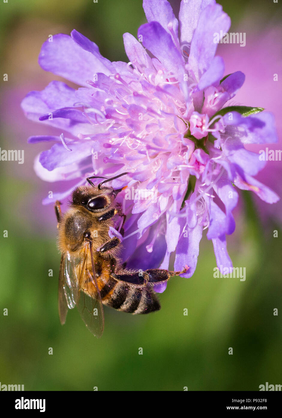 Pincushion closeup hires stock photography and images Alamy