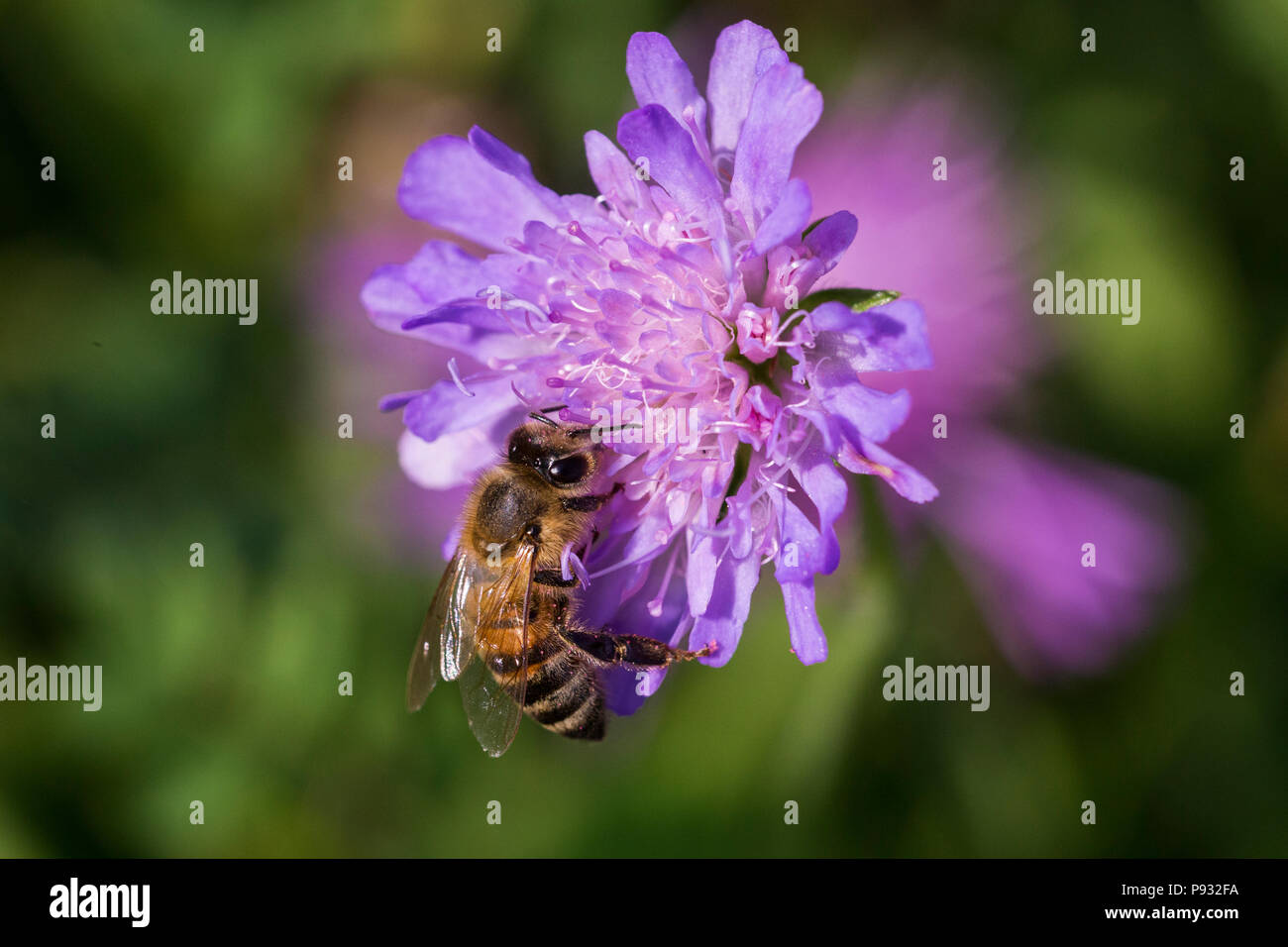 Honey bee in Pincushion flower - Scabiosa triandra Stock Photo