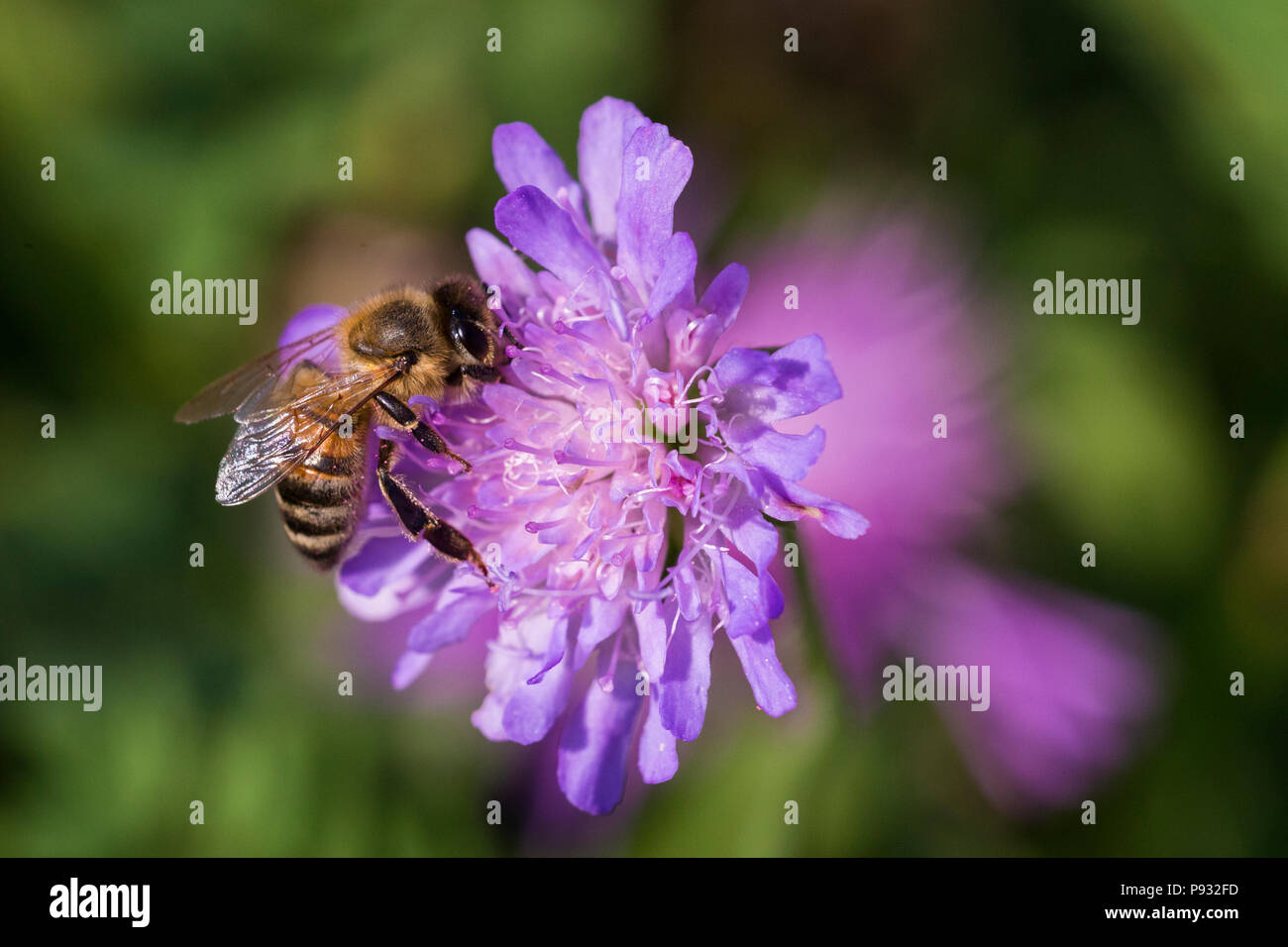 Honey bee in Pincushion flower - Scabiosa triandra Stock Photo