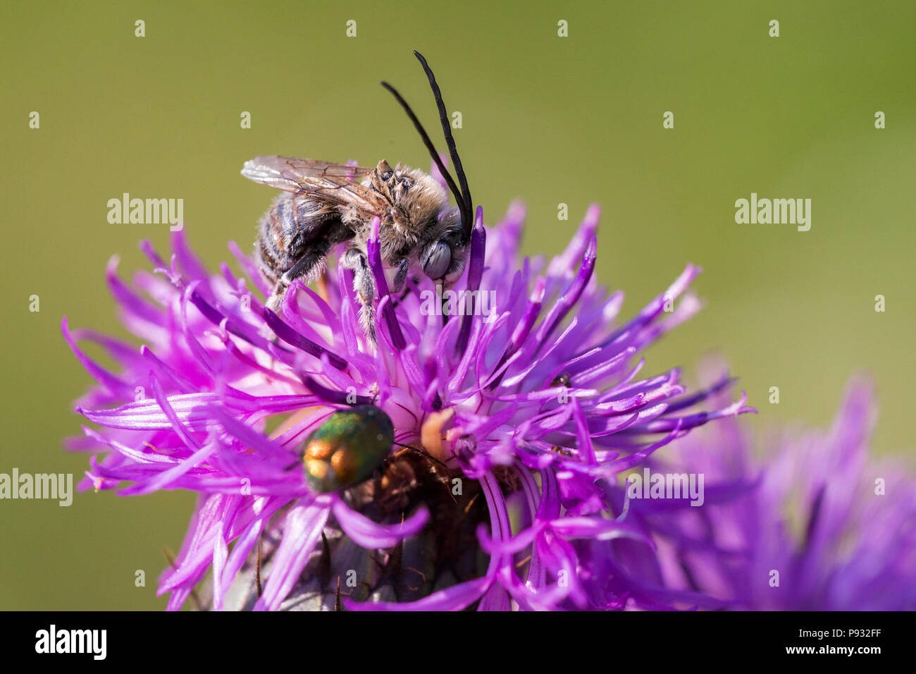 Honey bee in Pincushion flower - Scabiosa triandra Stock Photo