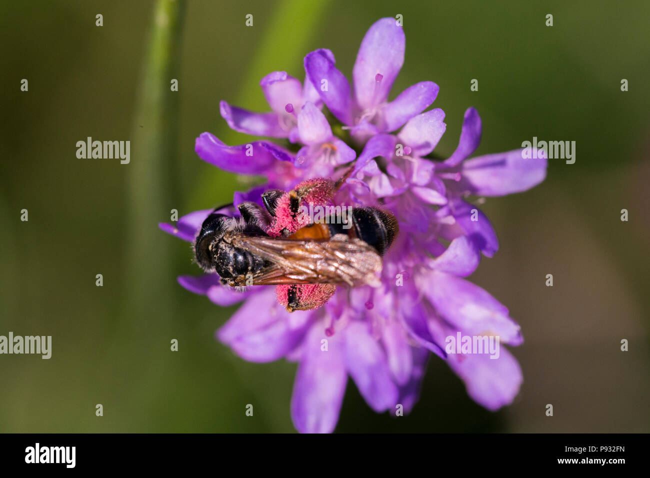 Honey bee in Pincushion flower Scabiosa triandra Stock Photo Alamy