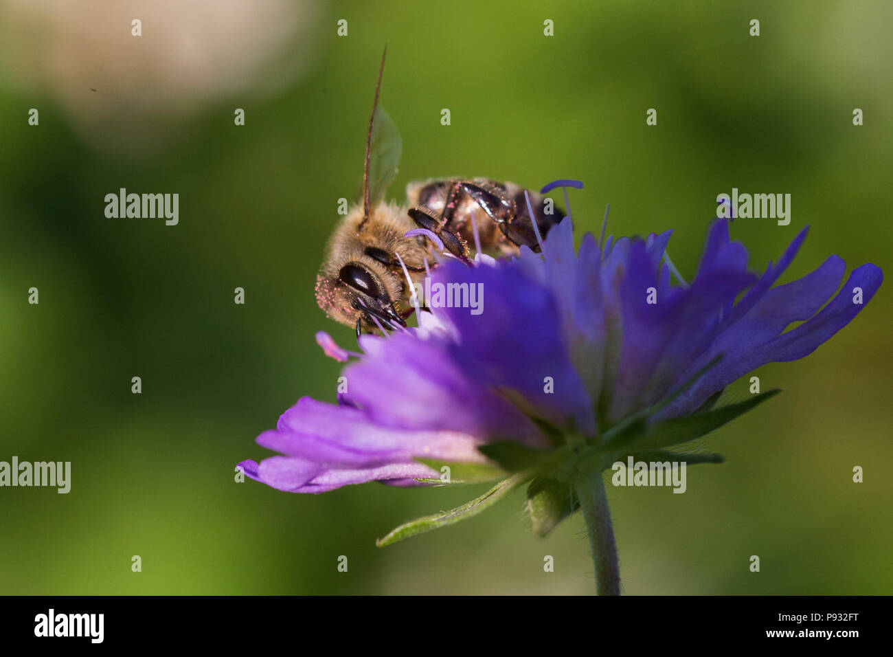 Honey bee in Pincushion flower - Scabiosa triandra Stock Photo