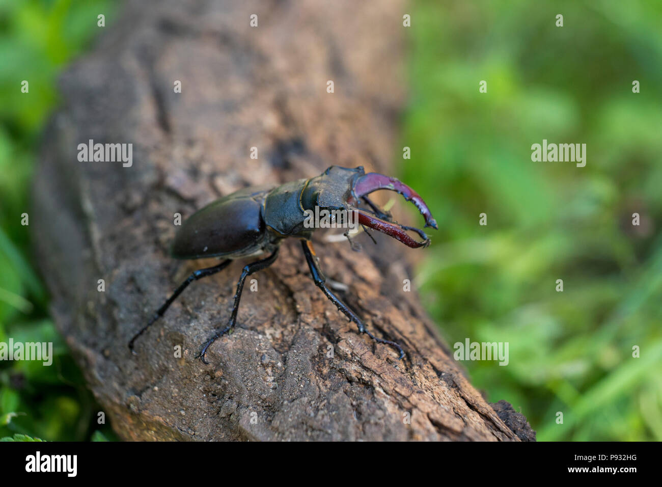 Lucanus cervus is the best-known species of stag beetle Stock Photo - Alamy