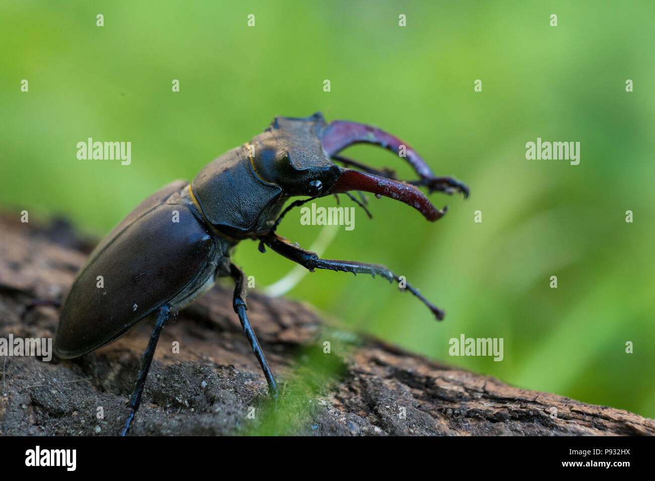 Lucanus cervus is the best-known species of stag beetle Stock Photo - Alamy