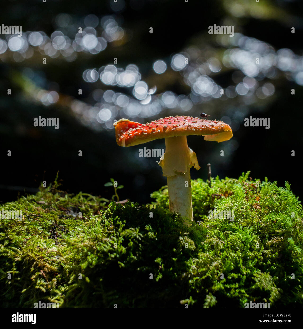 Amanita muscaria, commonly known as the fly agaric or fly amanita Stock Photo