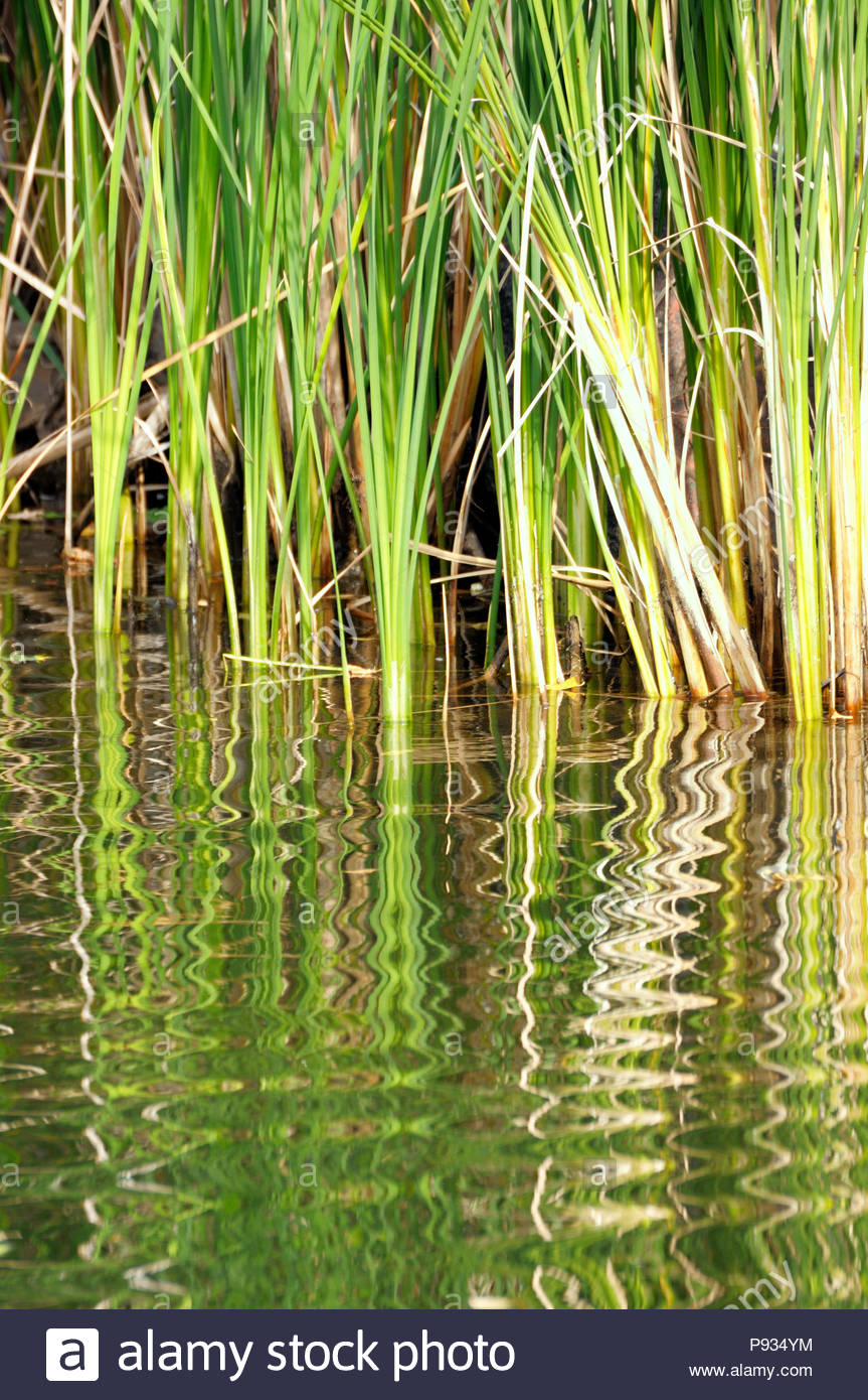 Water Reeds Growing Plants Stock Photos & Water Reeds Growing Plants