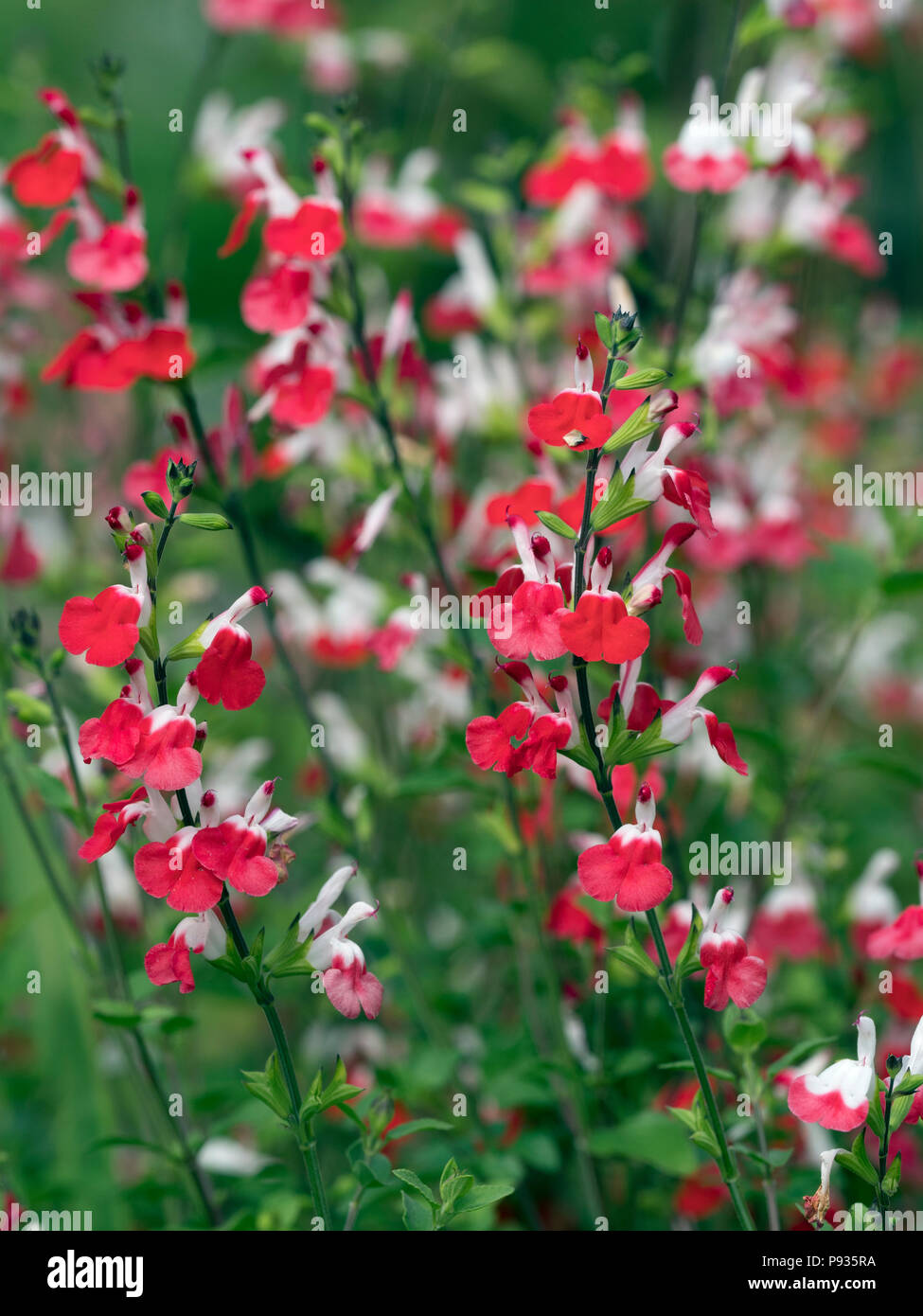 Salvia microphylla 'Hot Lips'  in border July Norfolk Stock Photo
