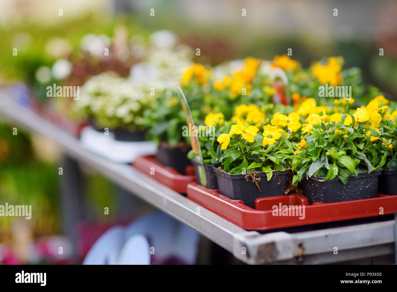 Beautiful colorful flowers sold in outdoor flower shop in small town in