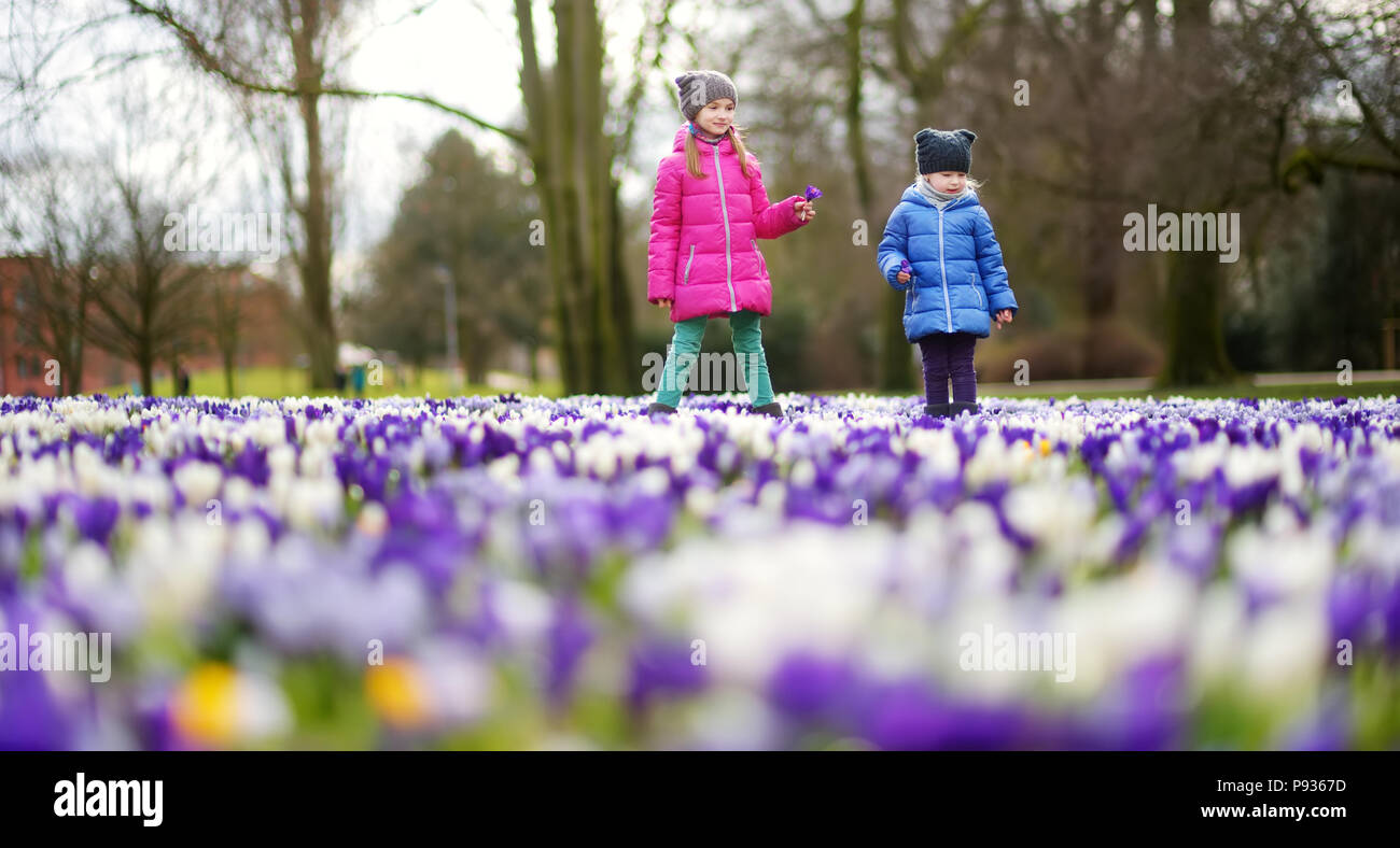 Two little sisters picking crocus flowers on beautiful blooming crocus ...