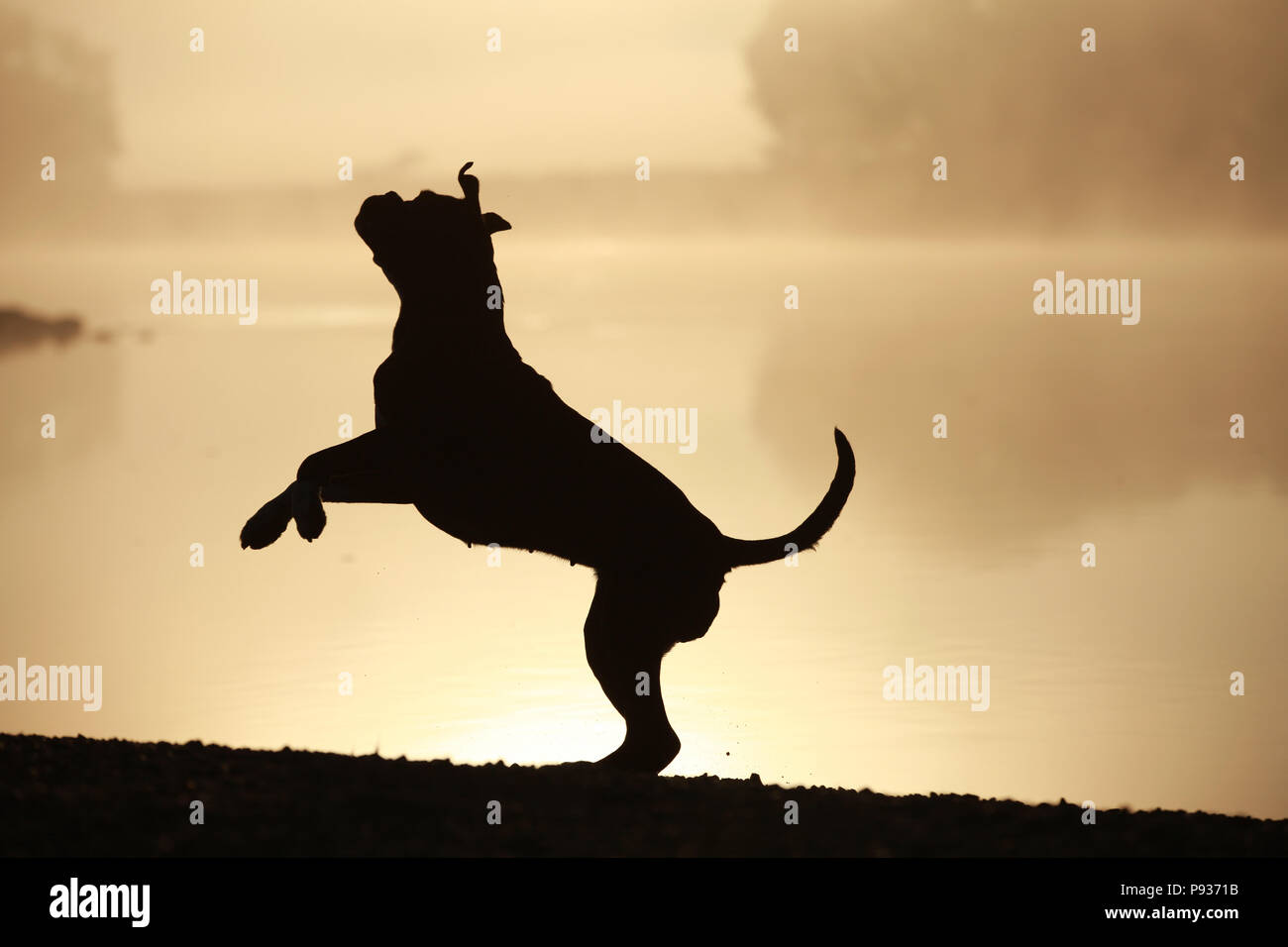 Silhouette of a German boxer dog Stock Photo