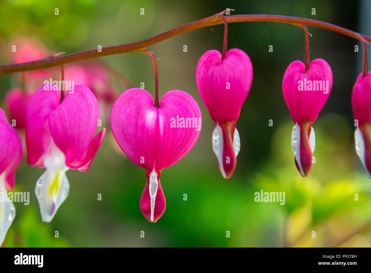 Pretty  in Pink Bleeeding Heart Plant Stock Photo