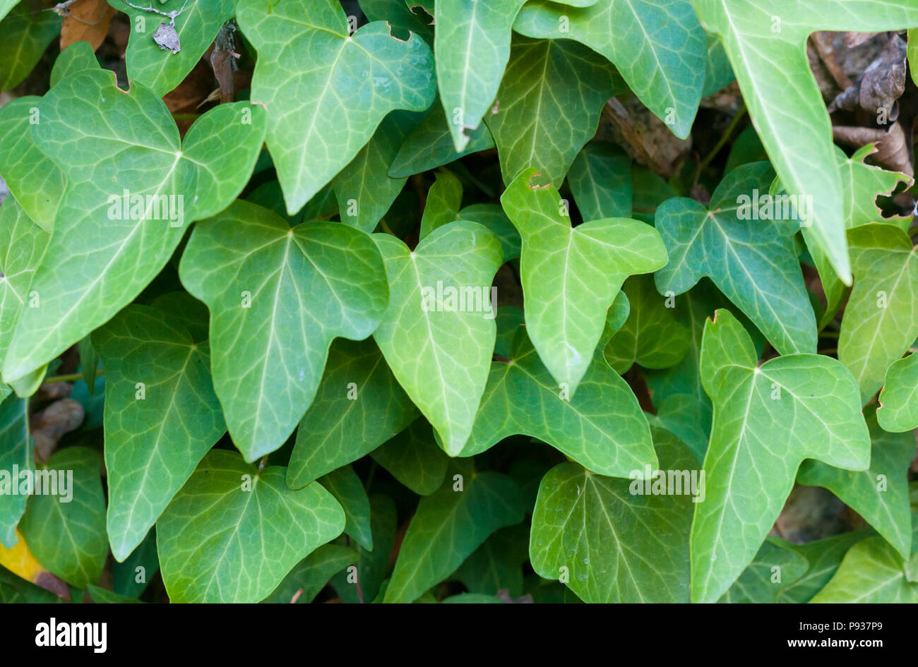 Common ivy (Hedera helix, also known as european Ivy or british ivy) on a wall Stock Photo