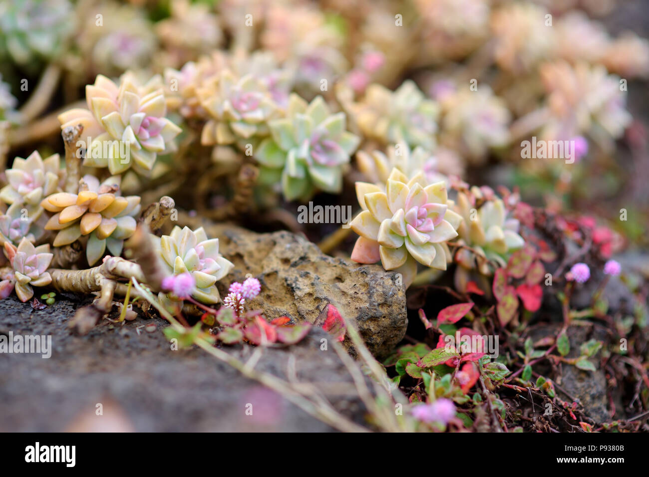 Succulents kula maui cactus hi-res stock photography and images - Alamy