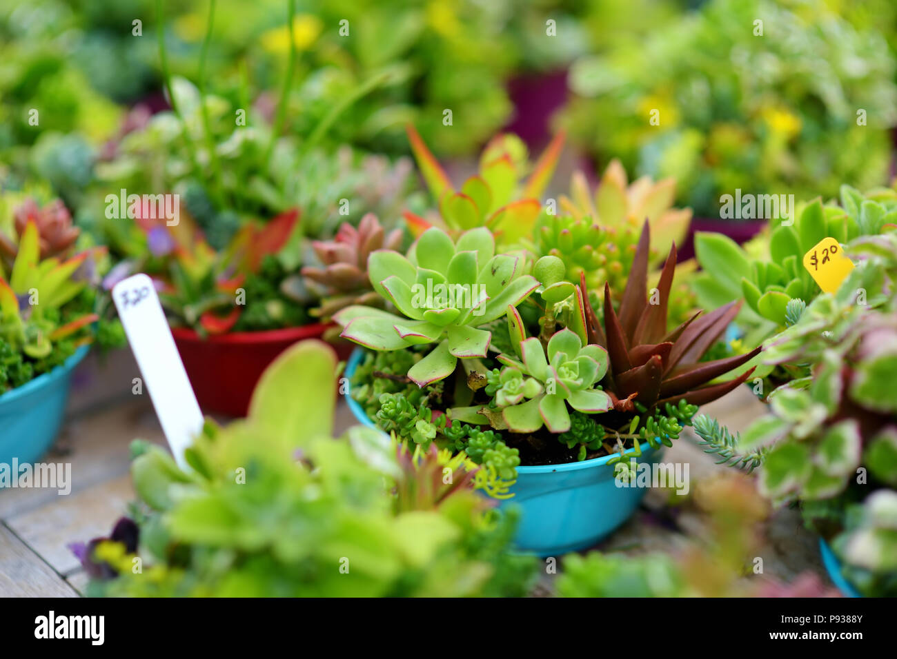 order succulent plants Exotic Succulent Collection main image 1