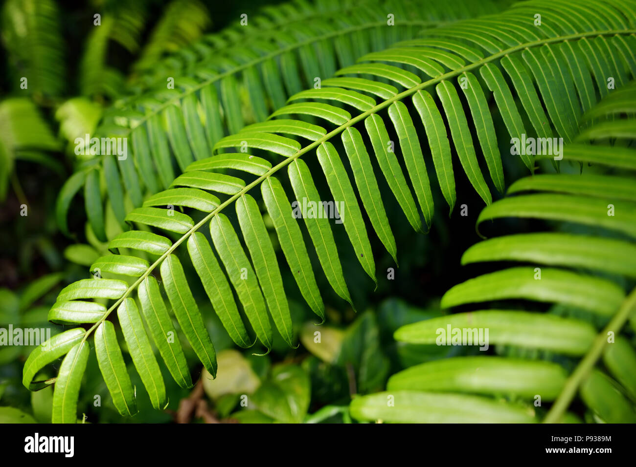 Thick luxuriant vegetation hi-res stock photography and images - Alamy