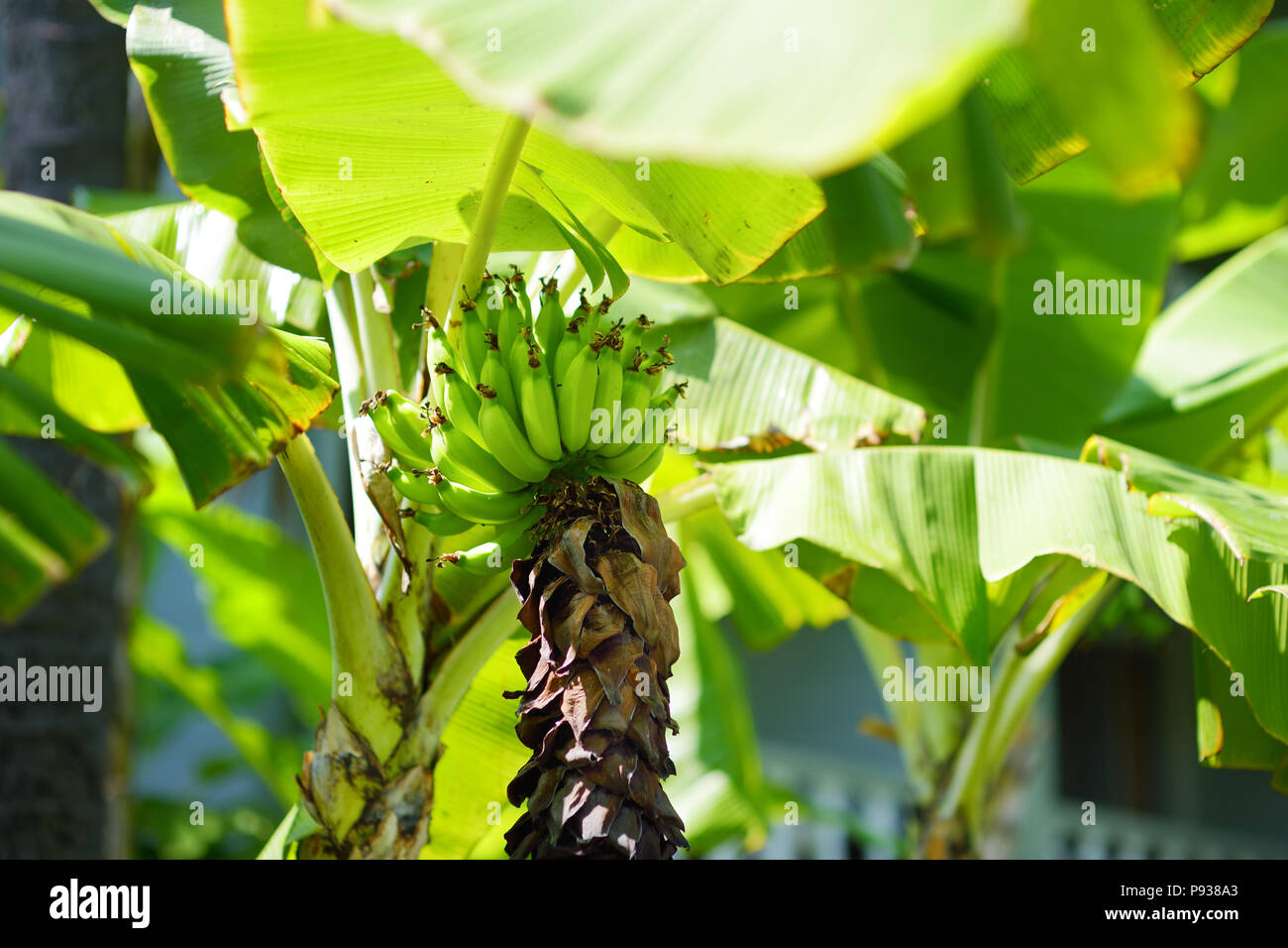 Bunch of ripening green apple bananas on a banana tree in Big Island of