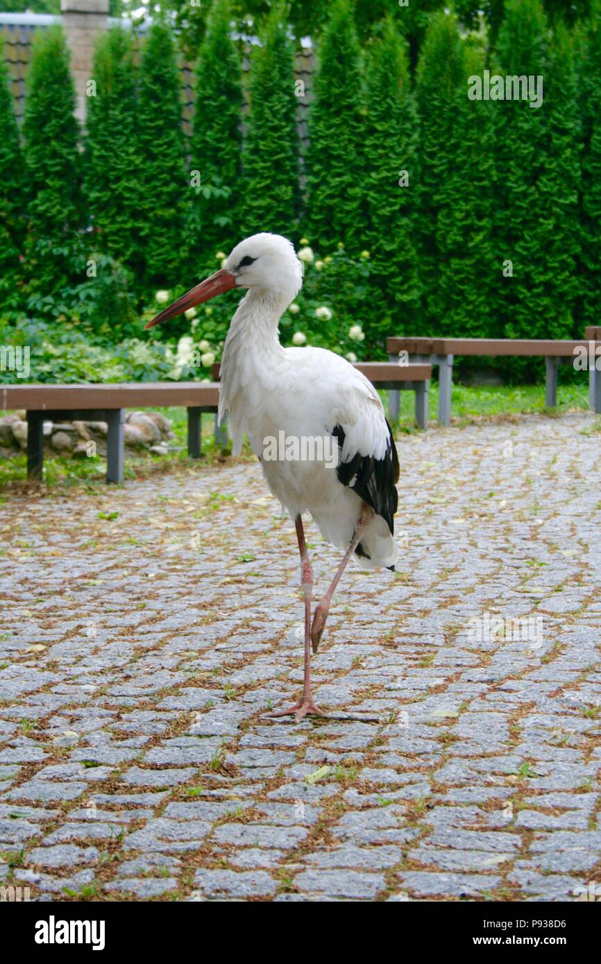 Lost beautiful stork walking in a town Stock Photo