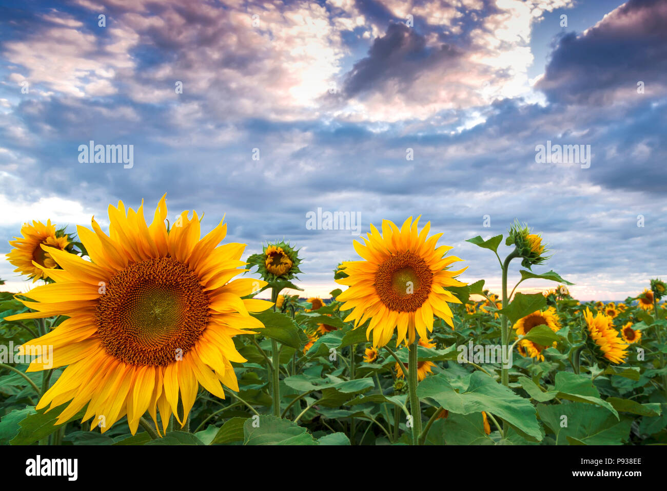 Close up sunflower field on a cloudy day Stock Photo - Alamy