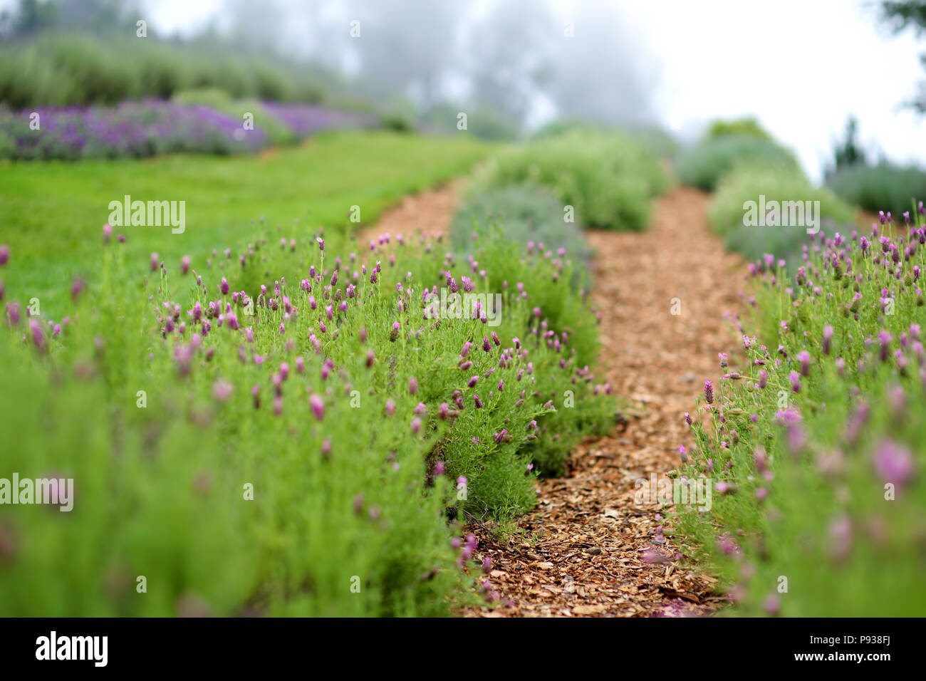 Blooming lavender plants at the Alii Kula Lavender Farm on Maui, Hawaii