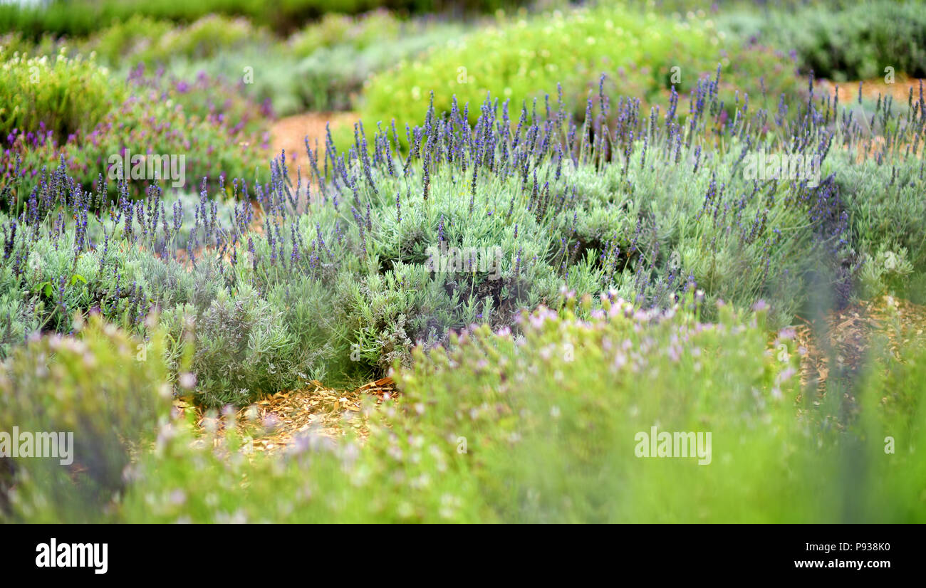 Blooming lavender plants at the Alii Kula Lavender Farm on Maui, Hawaii