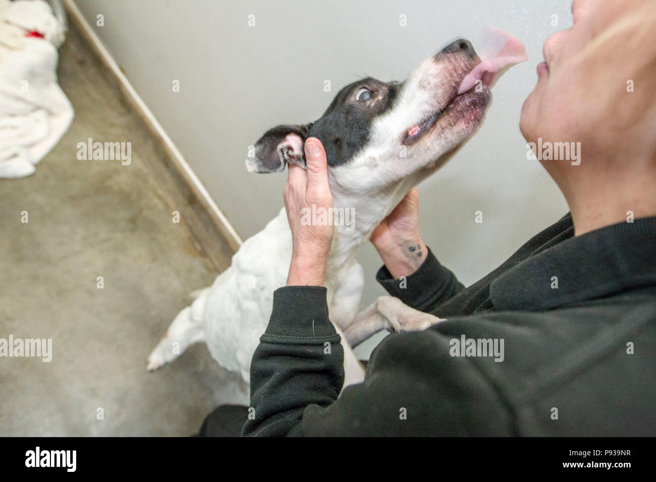 Abused dog getting cared for after rescue Stock Photo