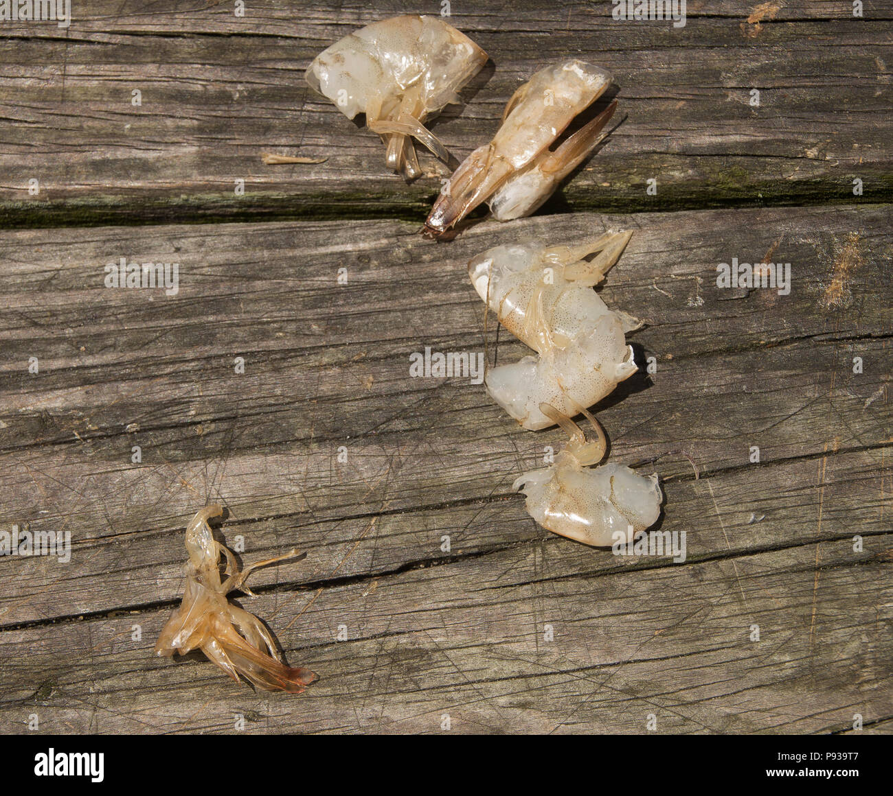 Shrimp lay on a bench ready for use as bait for bottom fishing from the