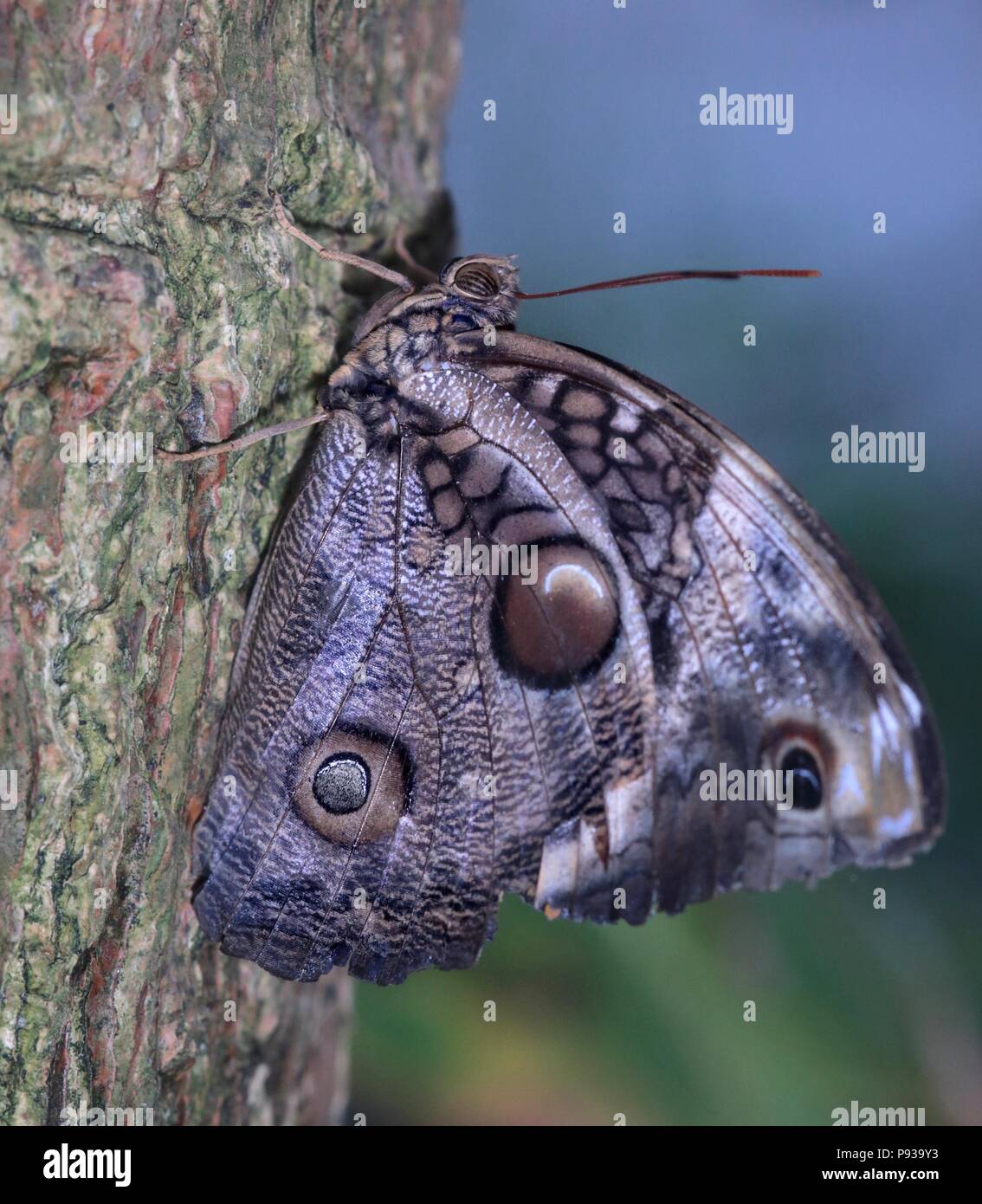 Dusky Giant Owl Butterfly (Caligo illionius) Stock Photo