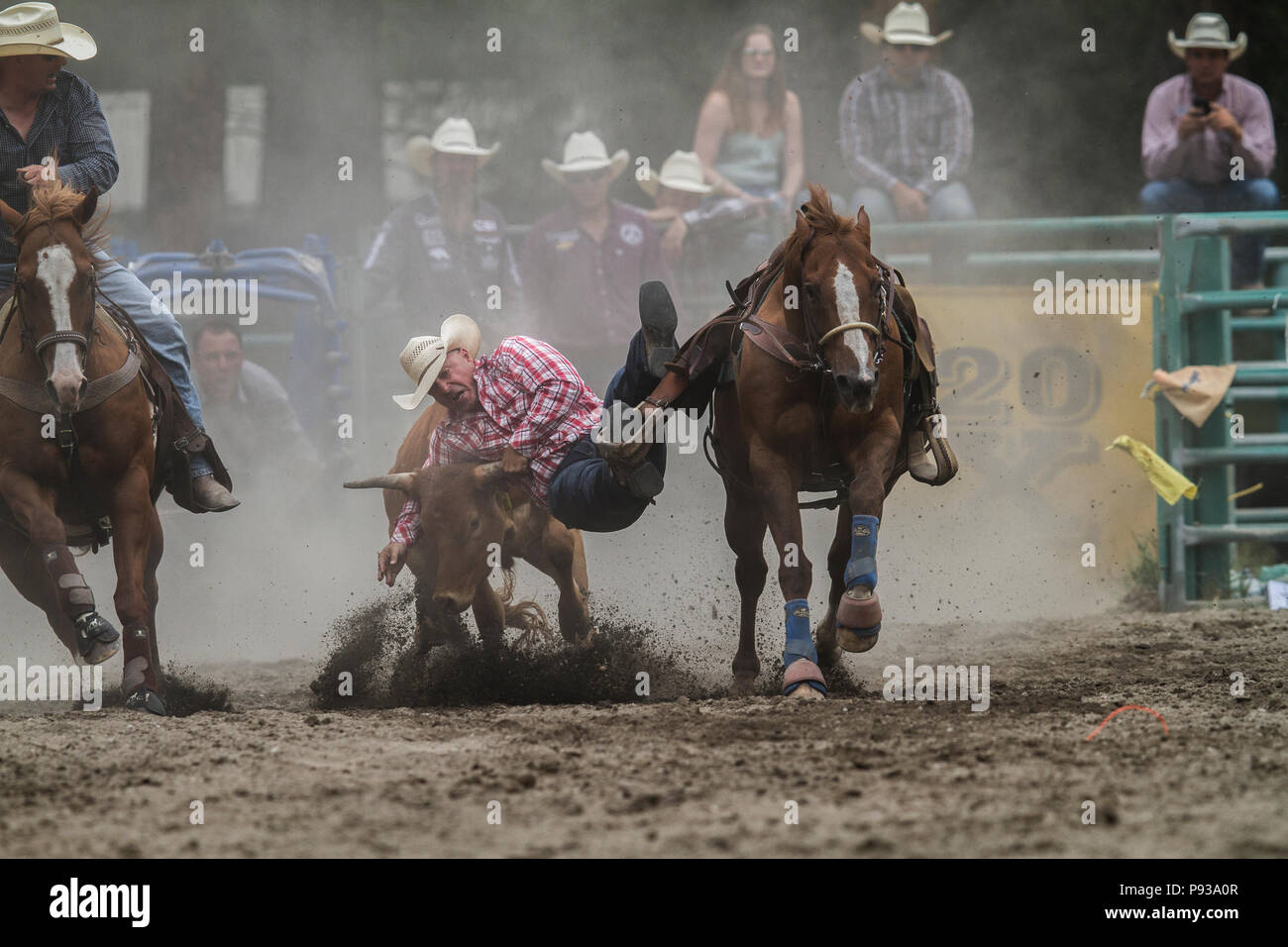 Steer Wrestling, get down and in the dirt. Exciting rodeo event, man vs steer. Action packed, jumps from movng horse to wrestle steer to ground. Bo An Stock Photo