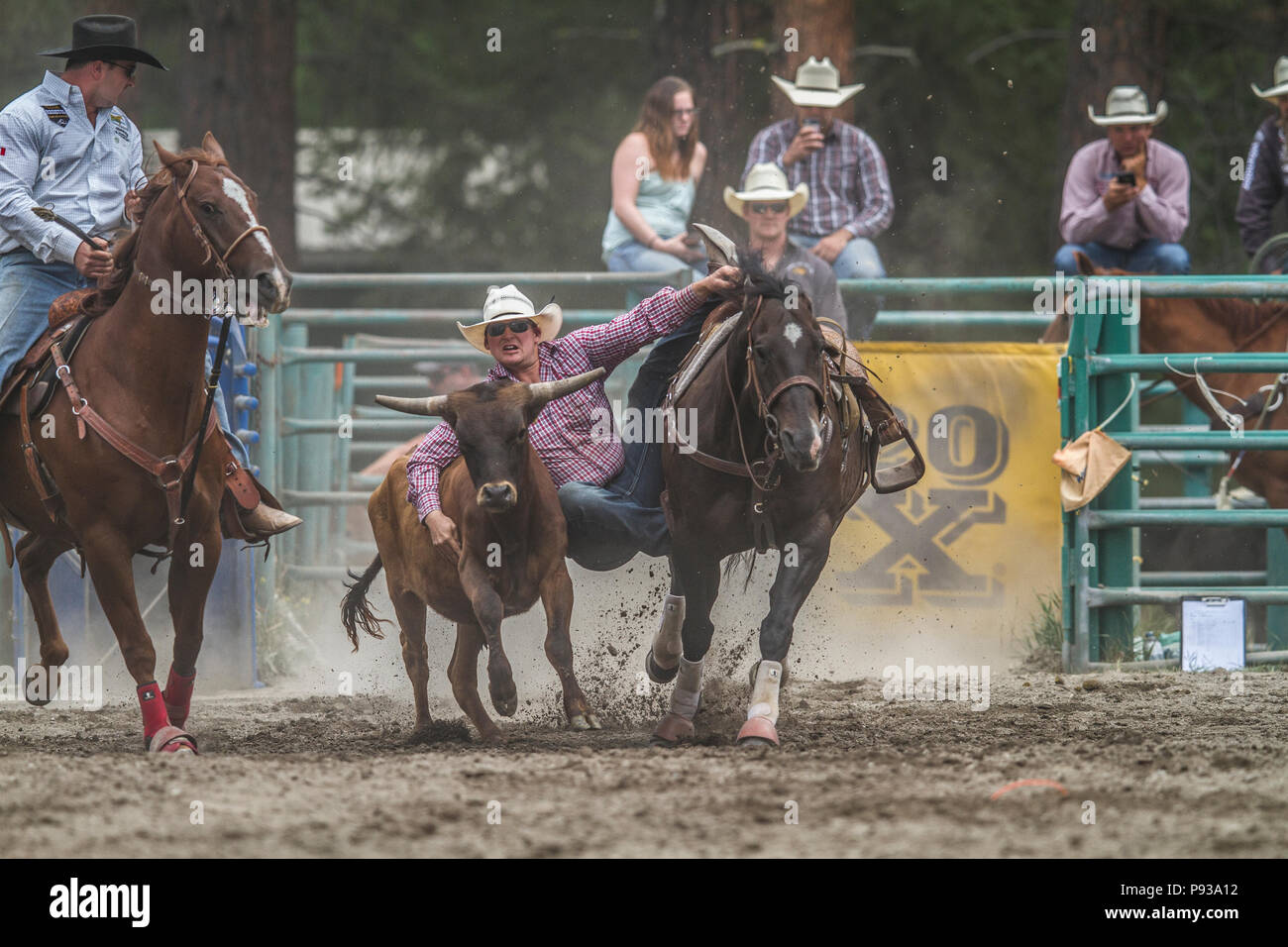 Steer Wrestling, get down and in the dirt. Exciting rodeo event, man vs steer. Action packed, jumps from movng horse to wrestle steer to ground. Lucus Stock Photo