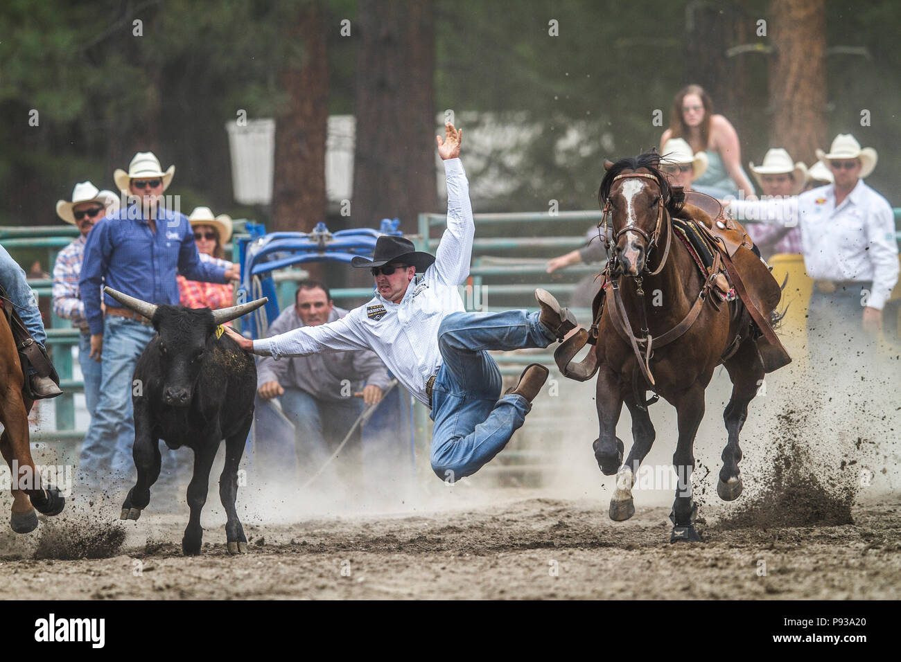 Steer Wrestling, get down and in the dirt. Exciting rodeo event, man vs
