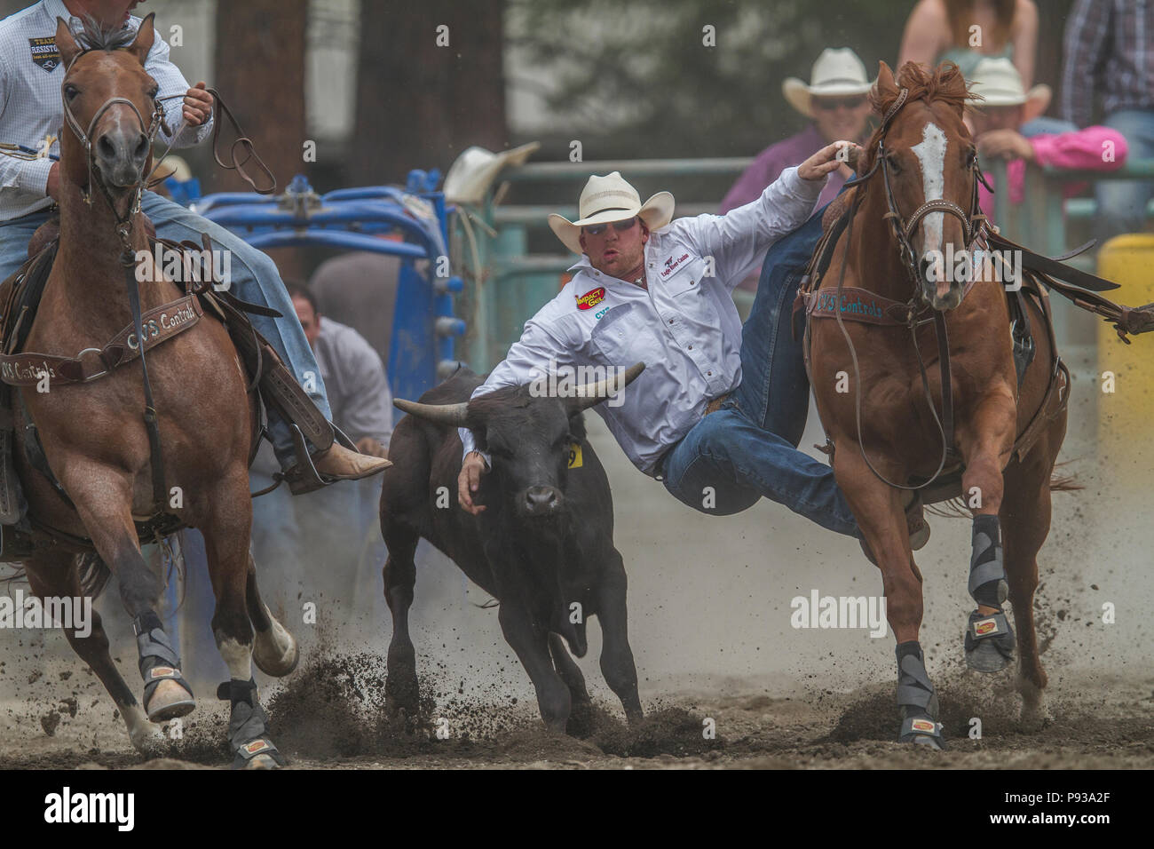 Steer Wrestling, get down and in the dirt. Exciting rodeo event, man vs