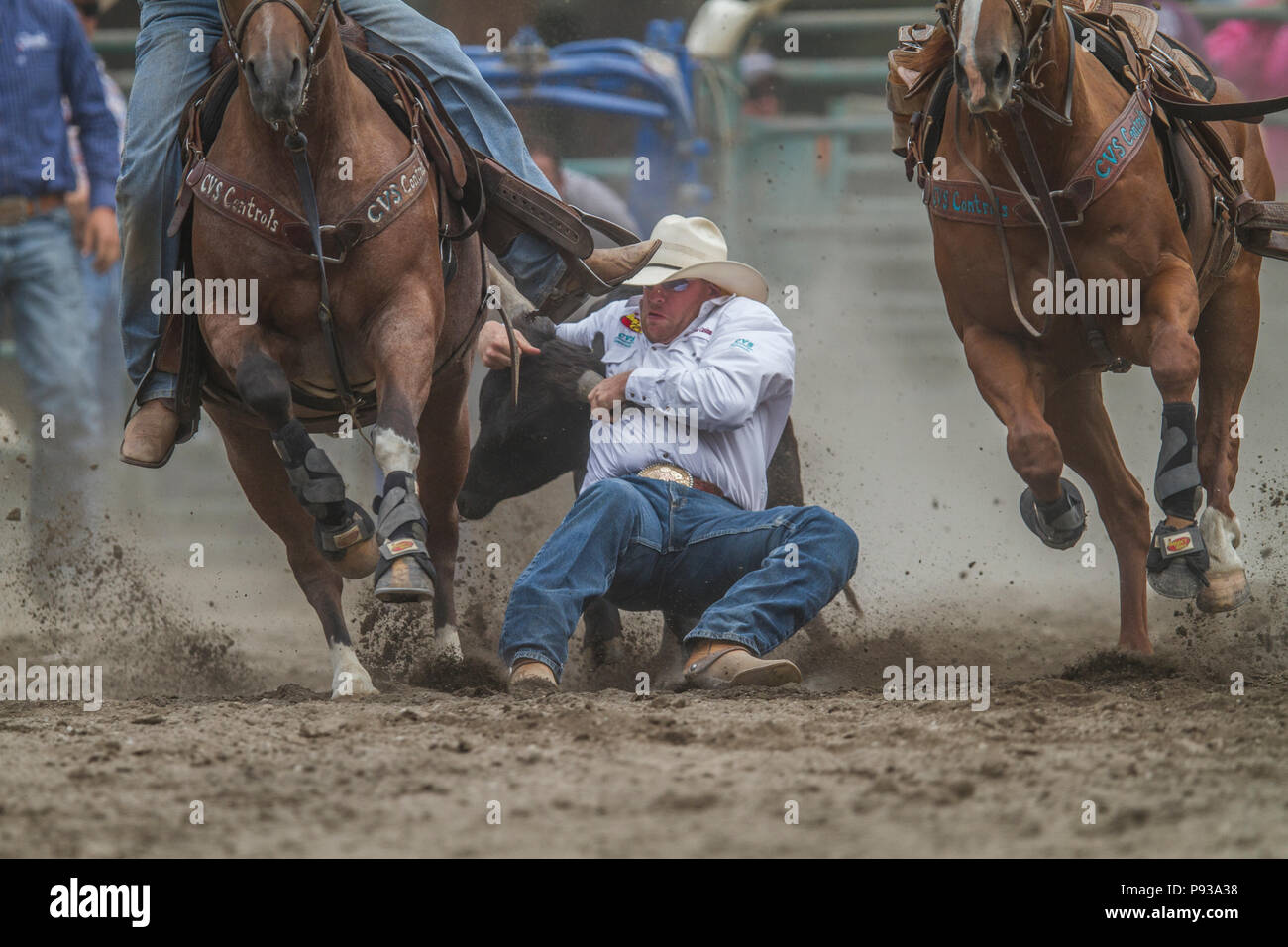 Steer Wrestling, get down and in the dirt. Exciting rodeo event, man vs steer. Action packed, jumps from movng horse to wrestle steer to ground. Travi Stock Photo