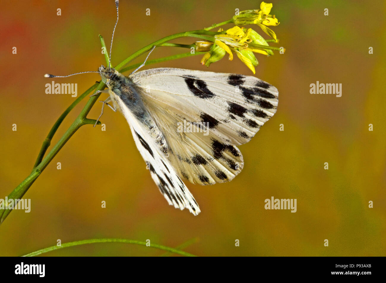 A Becker's White butterfly, Pontia beckerii, on a wildflower in thigh desert of central Oregon. Stock Photo