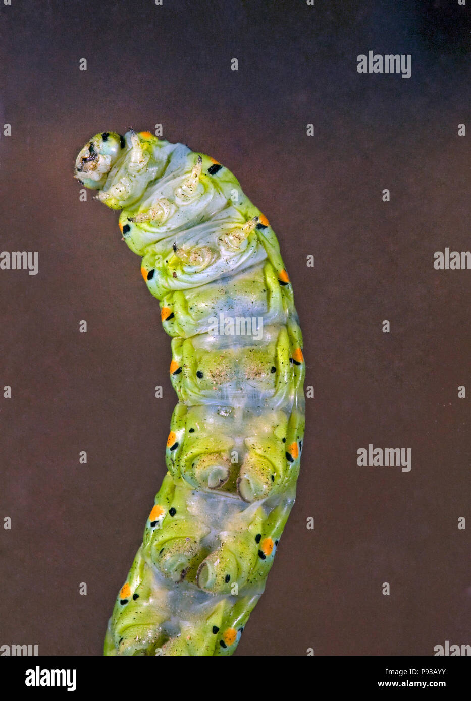 The underside and feet of the caterpillar or larva of an Anise Swallowtail butterfly, Papilio zelicaon, before it pupates. The yellow horns are osmete Stock Photo
