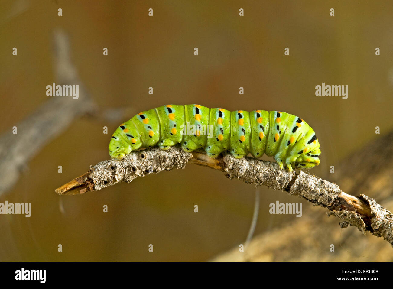 A close up of the caterpillar or larva of an Anise Swallowtail butterfly, Papilio zelicaon, before it pupates. The yellow horns are osmeteria, used fo Stock Photo