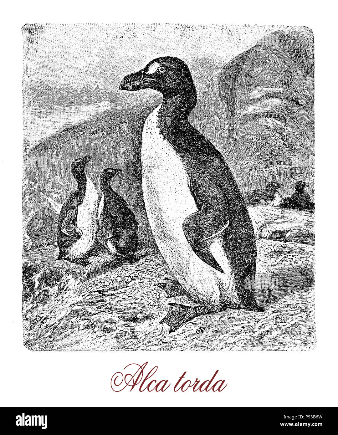 Vintage engraving of razorbill,  black and white colonial seabird of Noth Atlantic, it nests on coastal cliffs, swims and dives; the thick bill has a blunt end Stock Photo